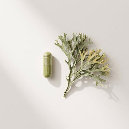 Irish Sea Moss Noop - TRÄNING & PERFORMANCE BUTIKEN